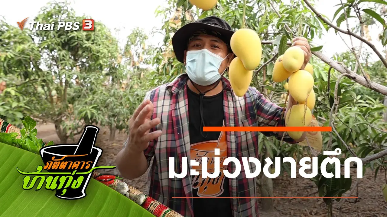 มะม่วงขายตึก
