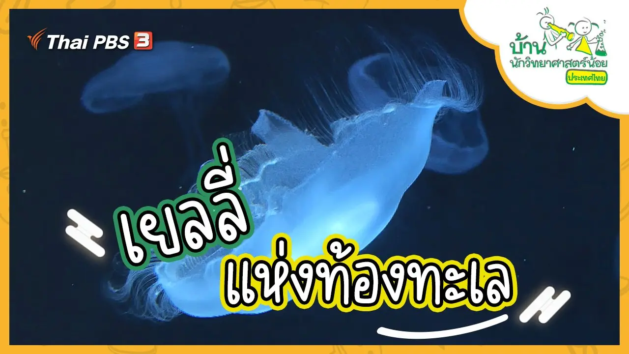 เยลลี่แห่งท้องทะเล