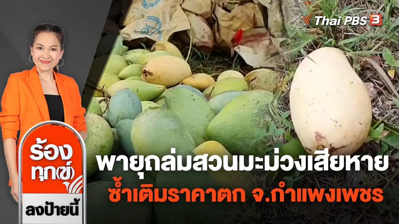 พายุถล่มสวนมะม่วงเสียหาย ซ้ำเติมราคาตก จ.กำแพงเพชร