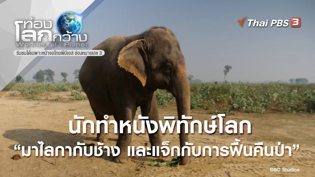 นักทำหนังพิทักษ์โลก ตอน มาไลกากับช้าง และแจ็กกับการฟื้นคืนป่า