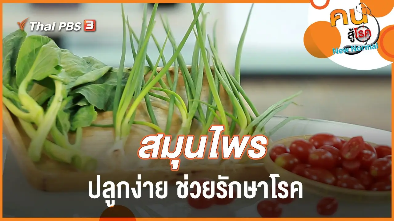 สมุนไพร ปลูกง่าย ช่วยรักษาโรค