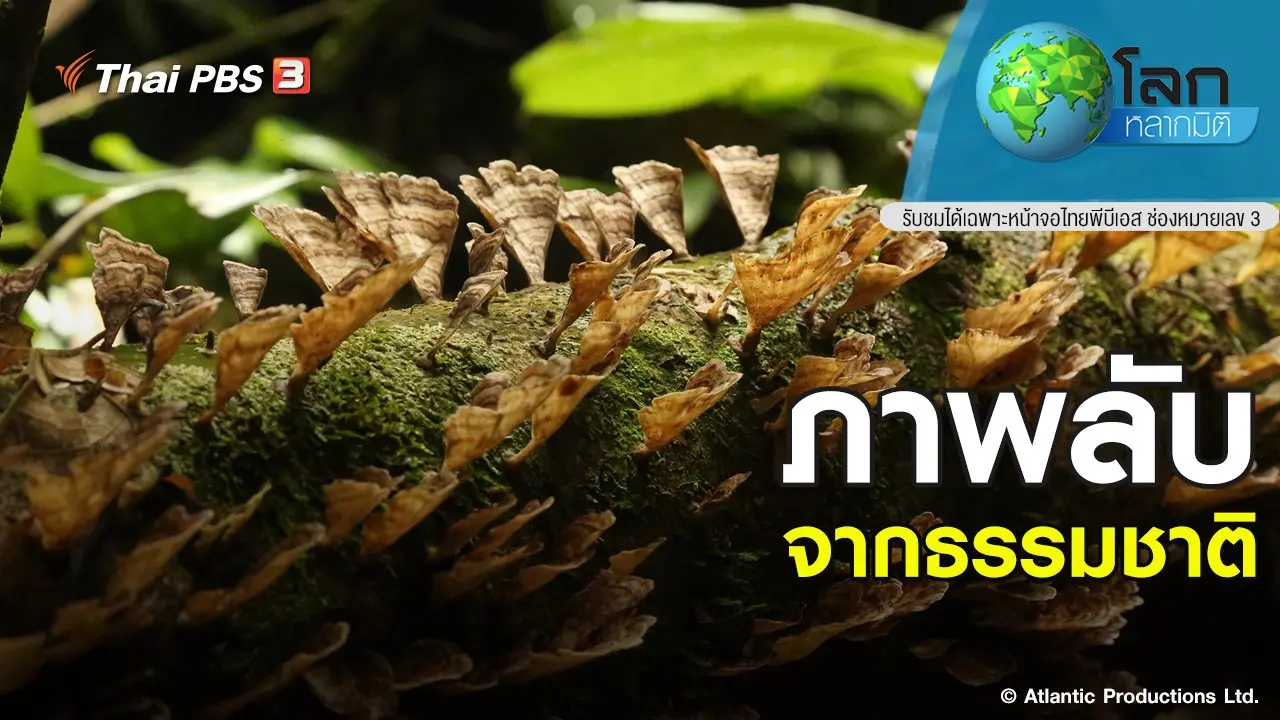 ภาพลับจากธรรมชาติ