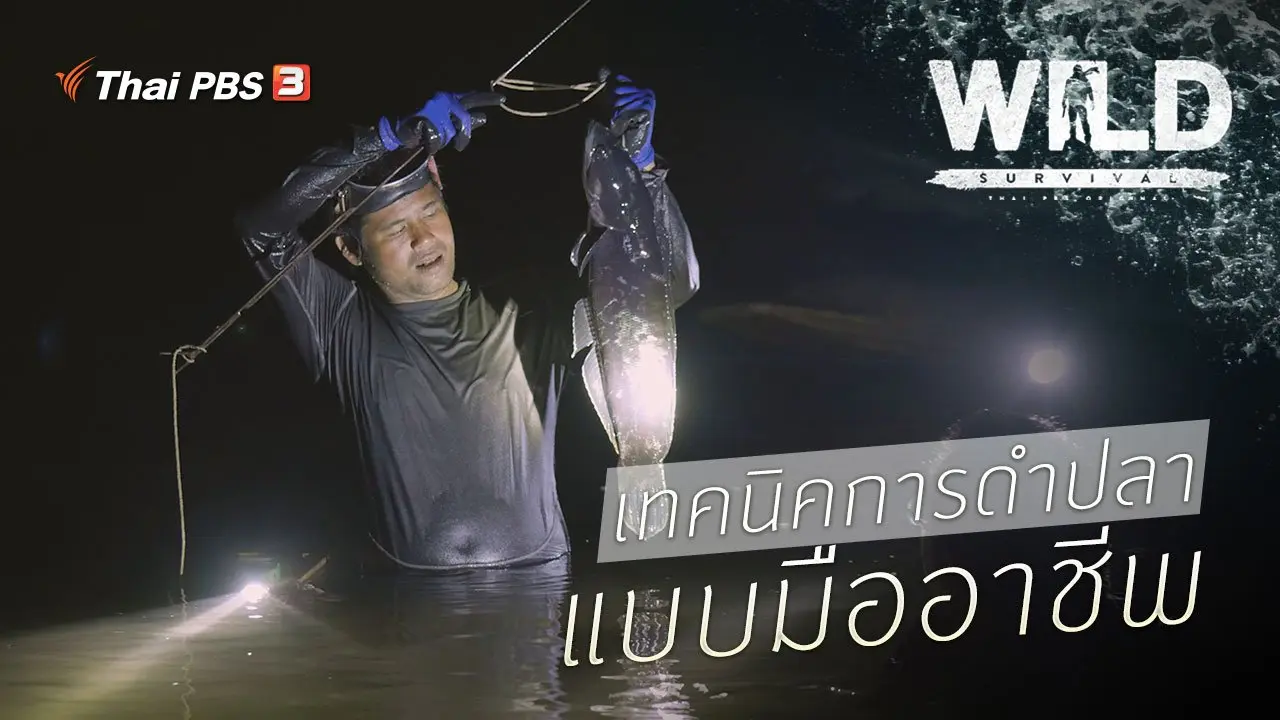 เทคนิคการดำปลาแบบมืออาชีพ