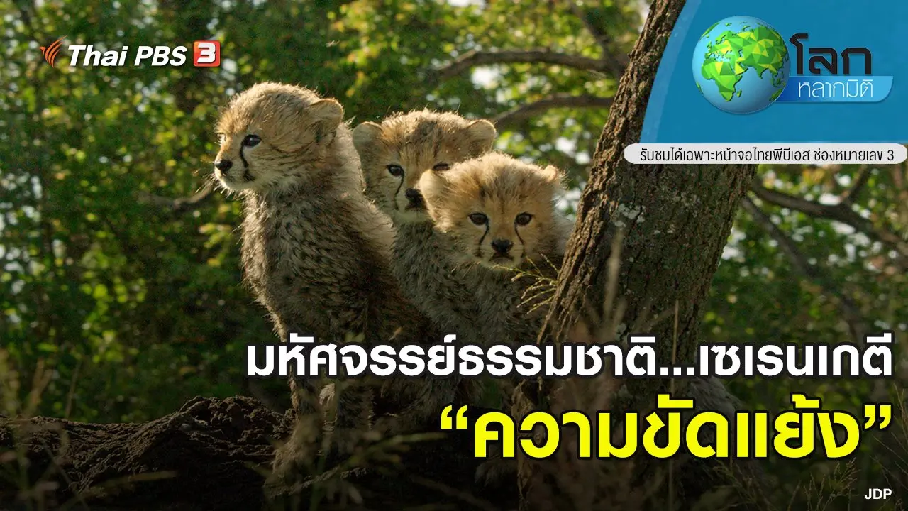 มหัศจรรย์ธรรมชาติ...เซเรนเกตี ตอน ความขัดแย้ง