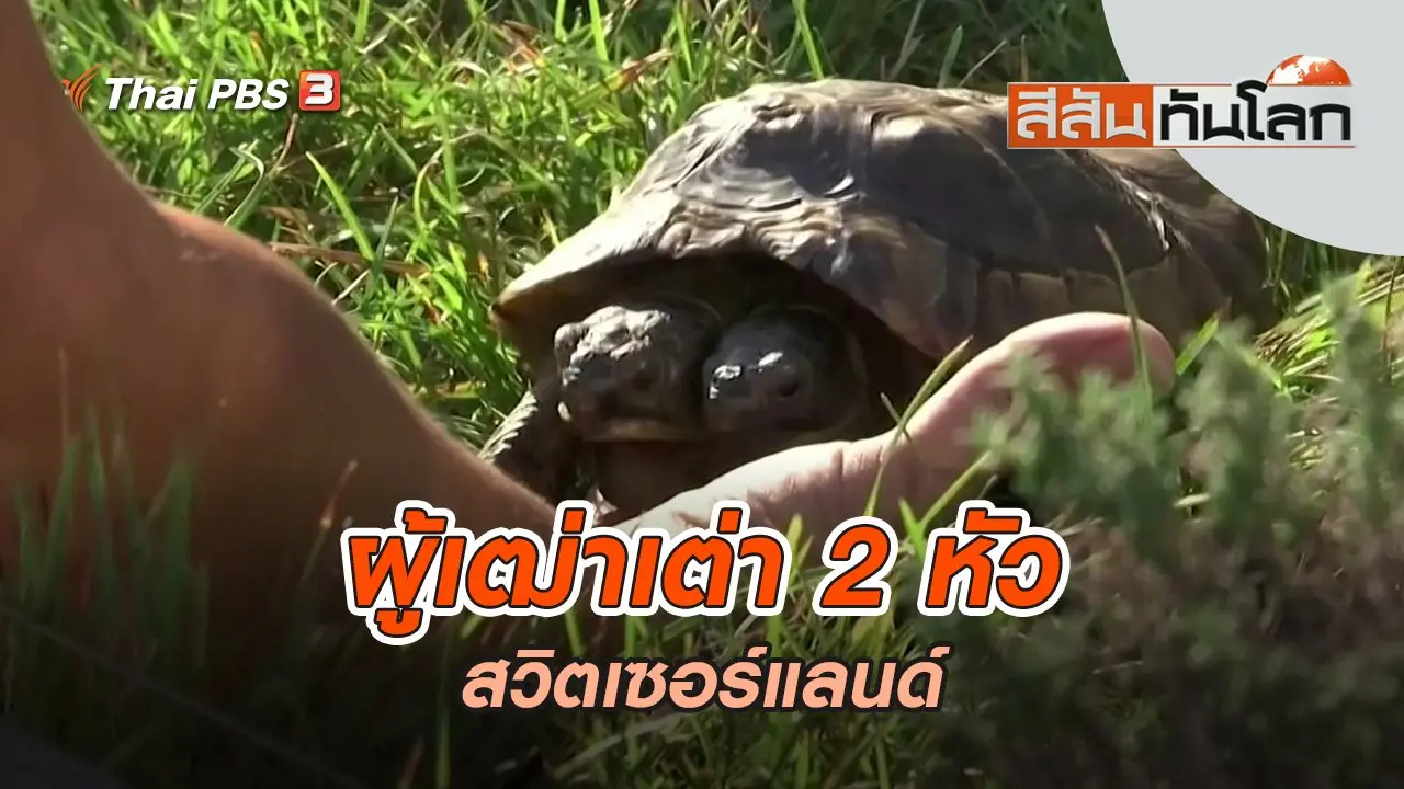 ผู้เฒ่าเต่า 2 หัว | สีสันทันโลก | 11 ก.ย. 65