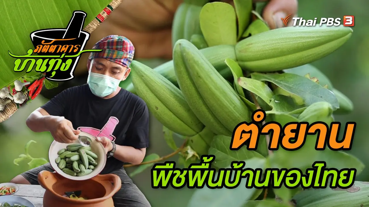 ตำยาน