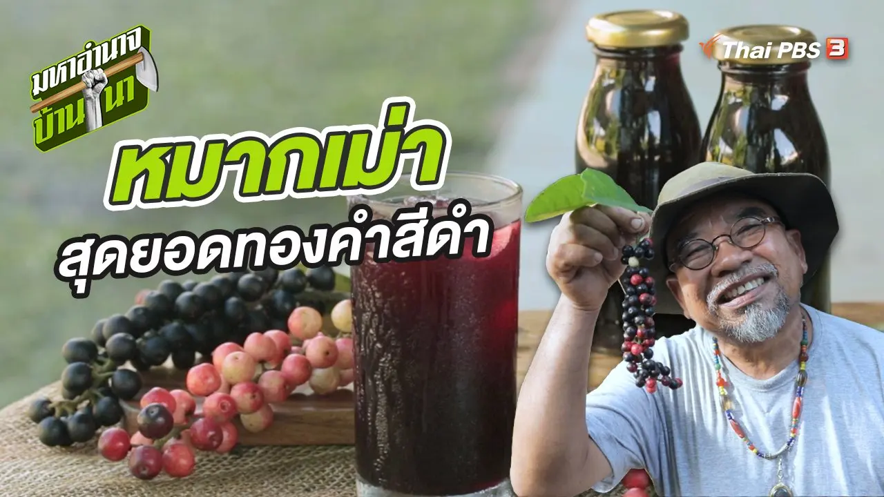 หมากเม่า สุดยอดทองคำสีดำแห่งเทือกเขาภูพาน