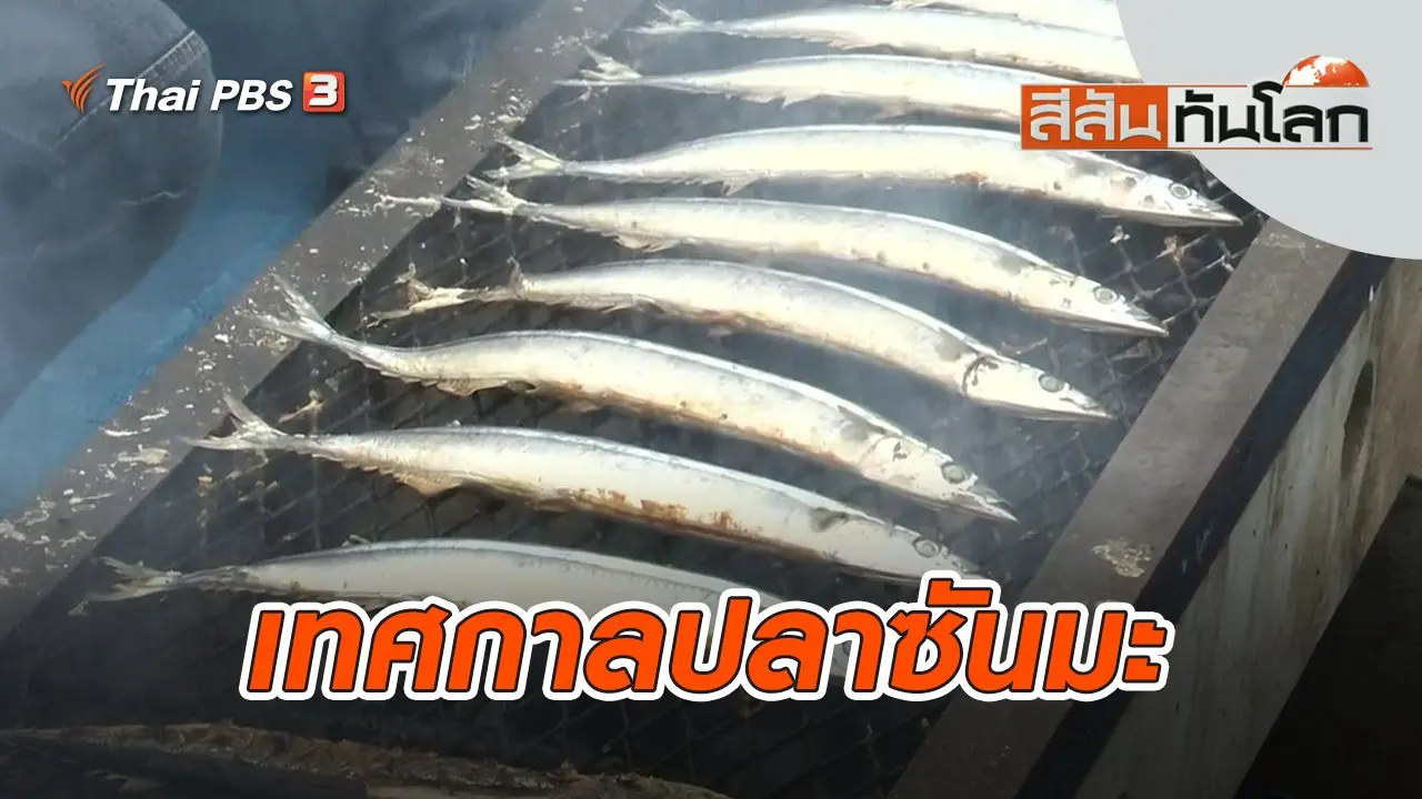 เทศกาลปลาซันมะ | สีสันทันโลก | 15 ต.ค. 65