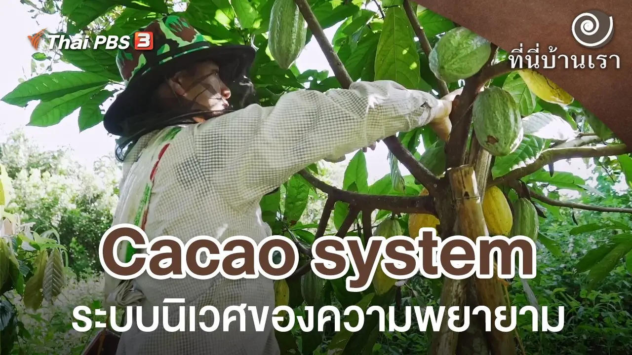 Cacao system ระบบนิเวศของความพยายาม