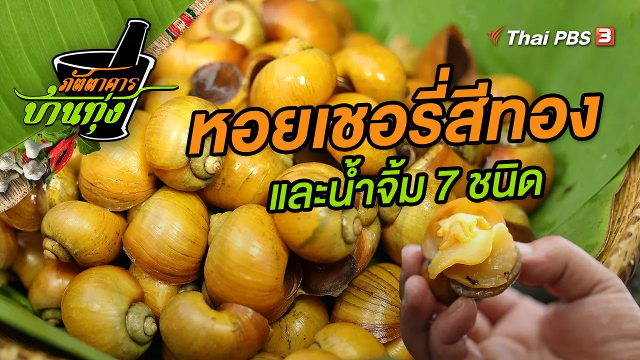 หอยเชอรี่สีทอง