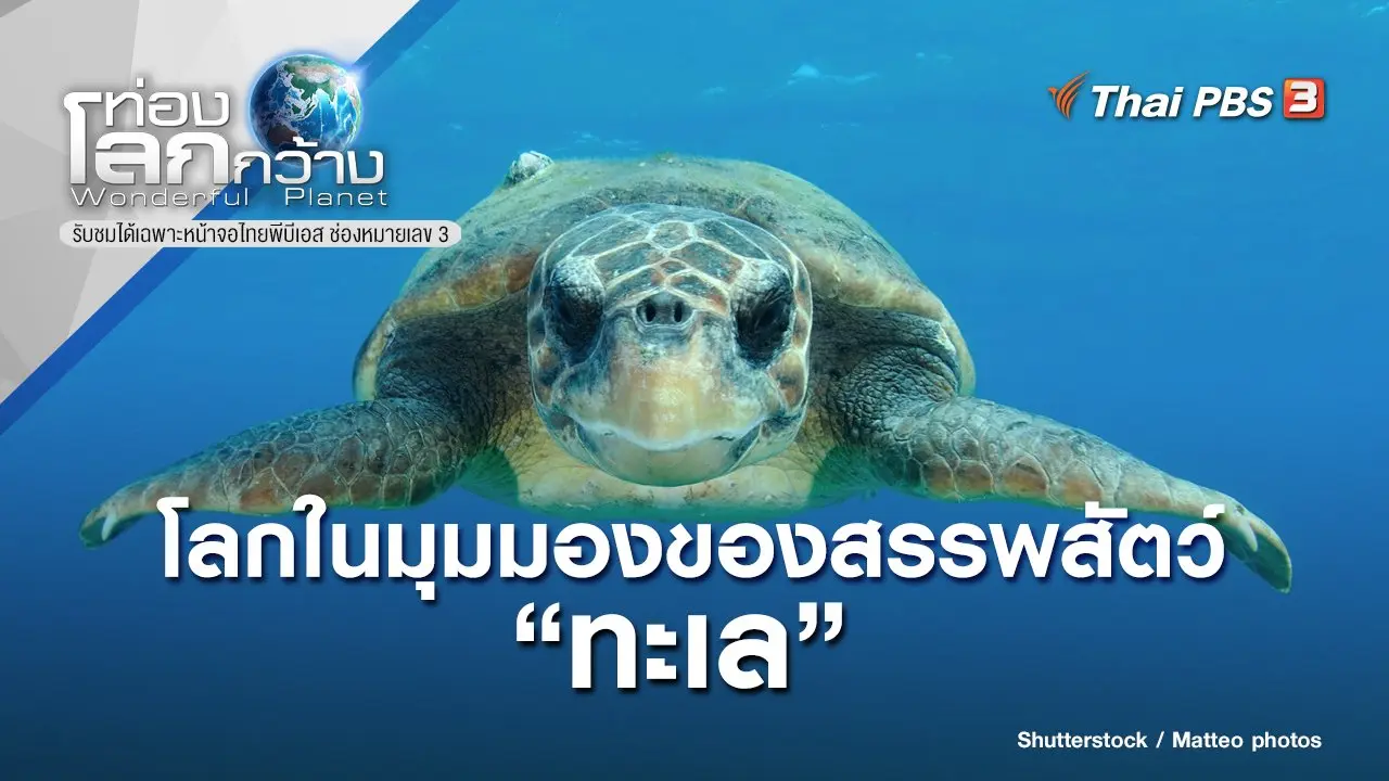 โลกในมุมมองของสรรพสัตว์ ตอน ทะเล