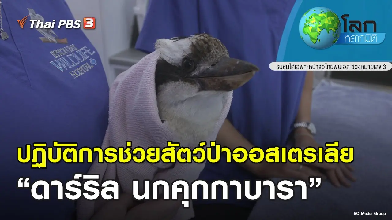 ปฏิบัติการช่วยสัตว์ป่าออสเตรเลีย ตอน ดาร์ริล นกคุกกาบารา