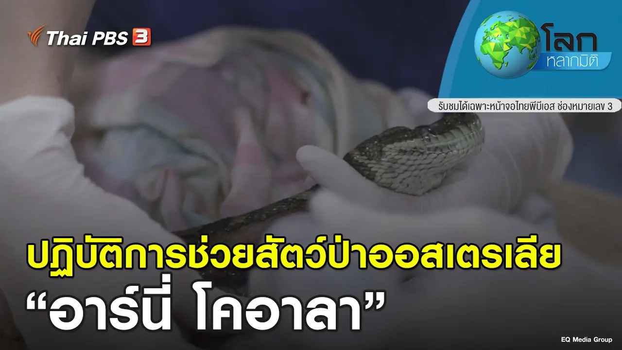 ปฏิบัติการช่วยสัตว์ป่าออสเตรเลีย ตอน อาร์นี่ โคอาลา