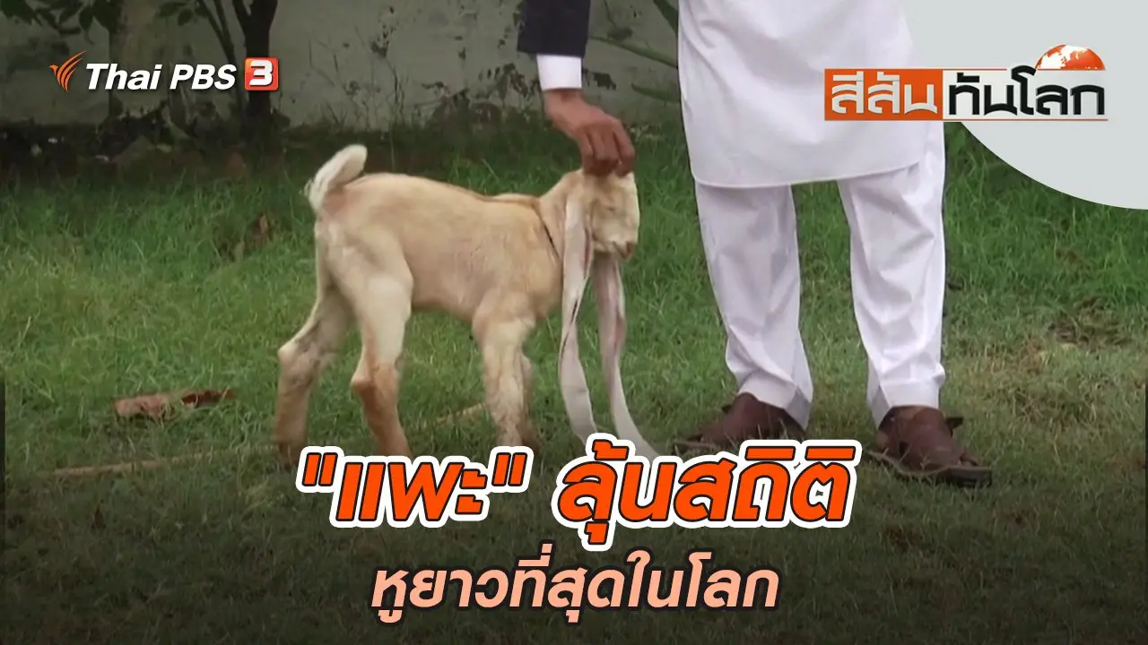 "แพะ" ลุ้นสถิติหูยาวที่สุดในโลก | สีสันทันโลก | 16 ก.ค. 65