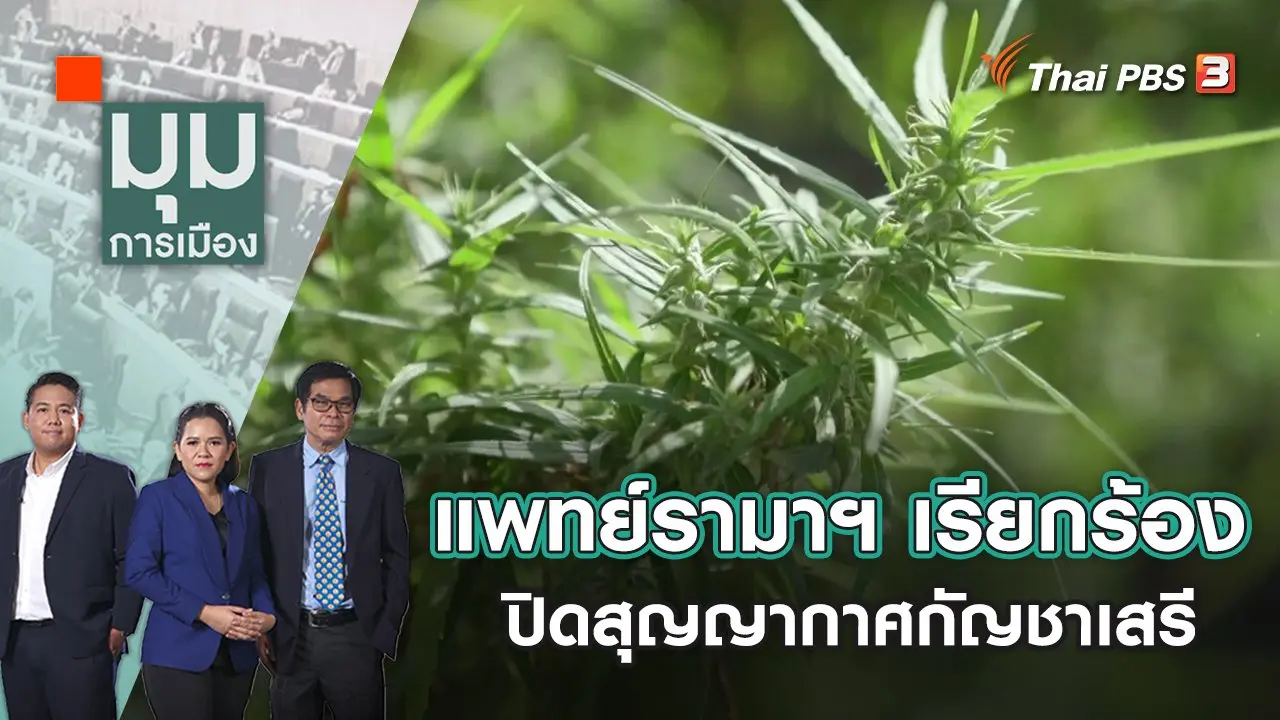 แพทย์รามาฯ เรียกร้องปิดสุญญากาศกัญชาเสรี | มุมการเมือง | 26 ก.ค. 65
