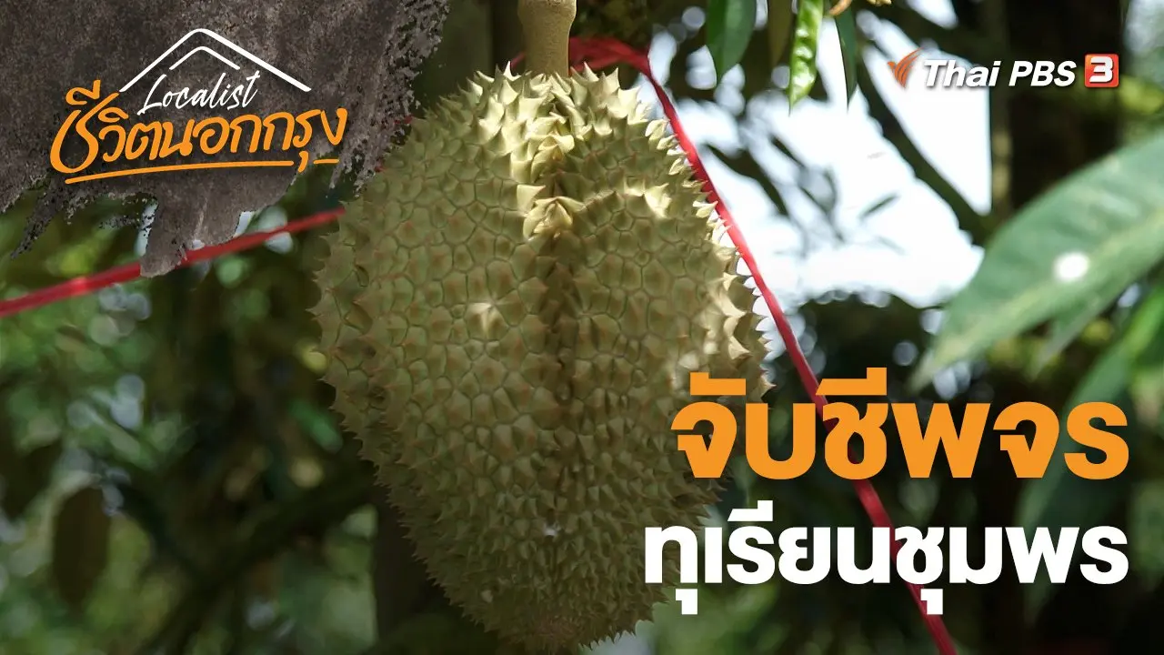 จับชีพจรทุเรียนชุมพร