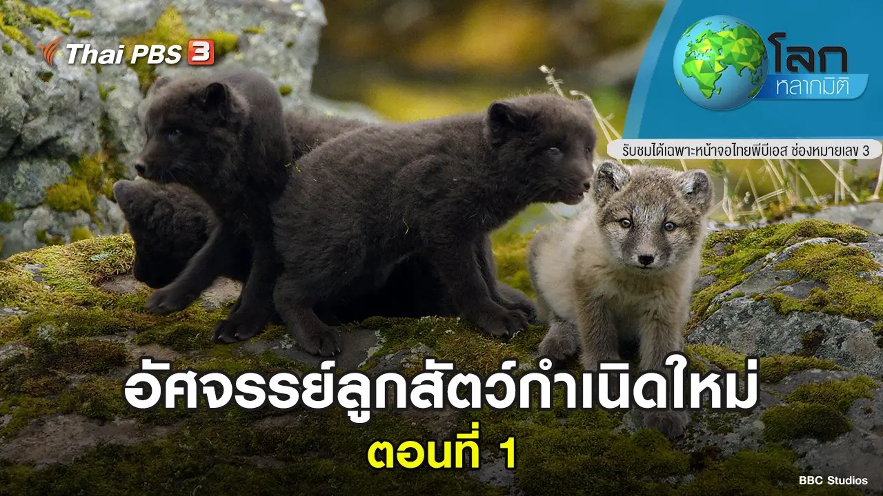 อัศจรรย์ลูกสัตว์กำเนิดใหม่ ตอนที่ 1