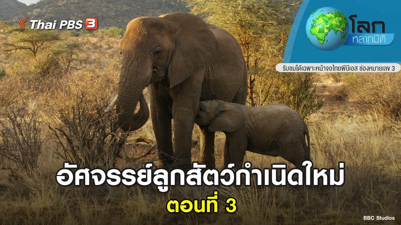 อัศจรรย์ลูกสัตว์กำเนิดใหม่ ตอนที่ 3