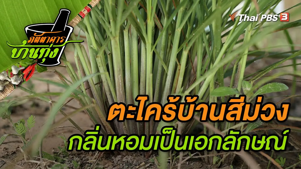 ตะไคร้บ้านสีม่วง