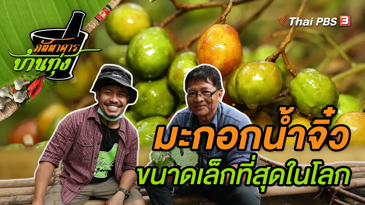 มะกอกน้ำจิ๋ว