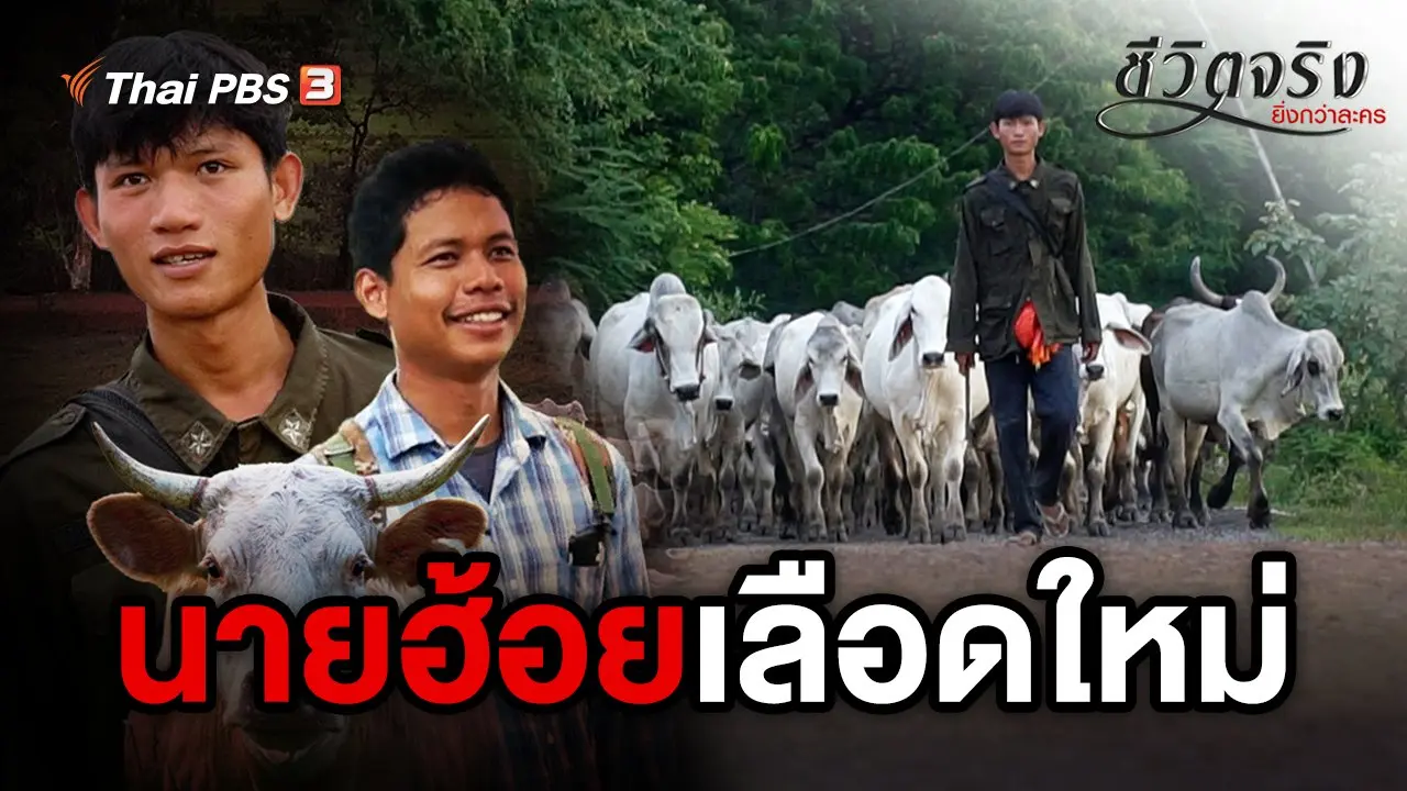นายฮ้อยเลือดใหม่