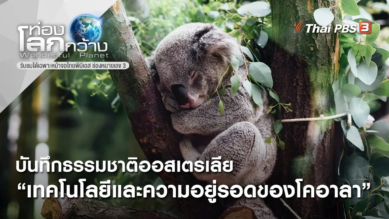 บันทึกธรรมชาติออสเตรเลีย ตอน เทคโนโลยีและความอยู่รอดของโคอาลา