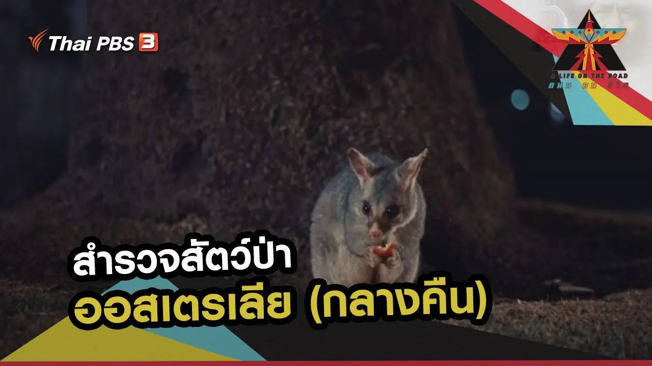 สำรวจสัตว์ป่าออสเตรเลีย (กลางคืน)