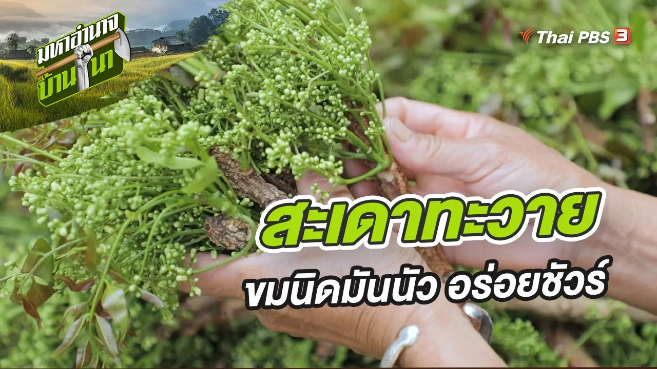 สะเดาทะวาย ขมนิดมันนัว อร่อยชัวร์