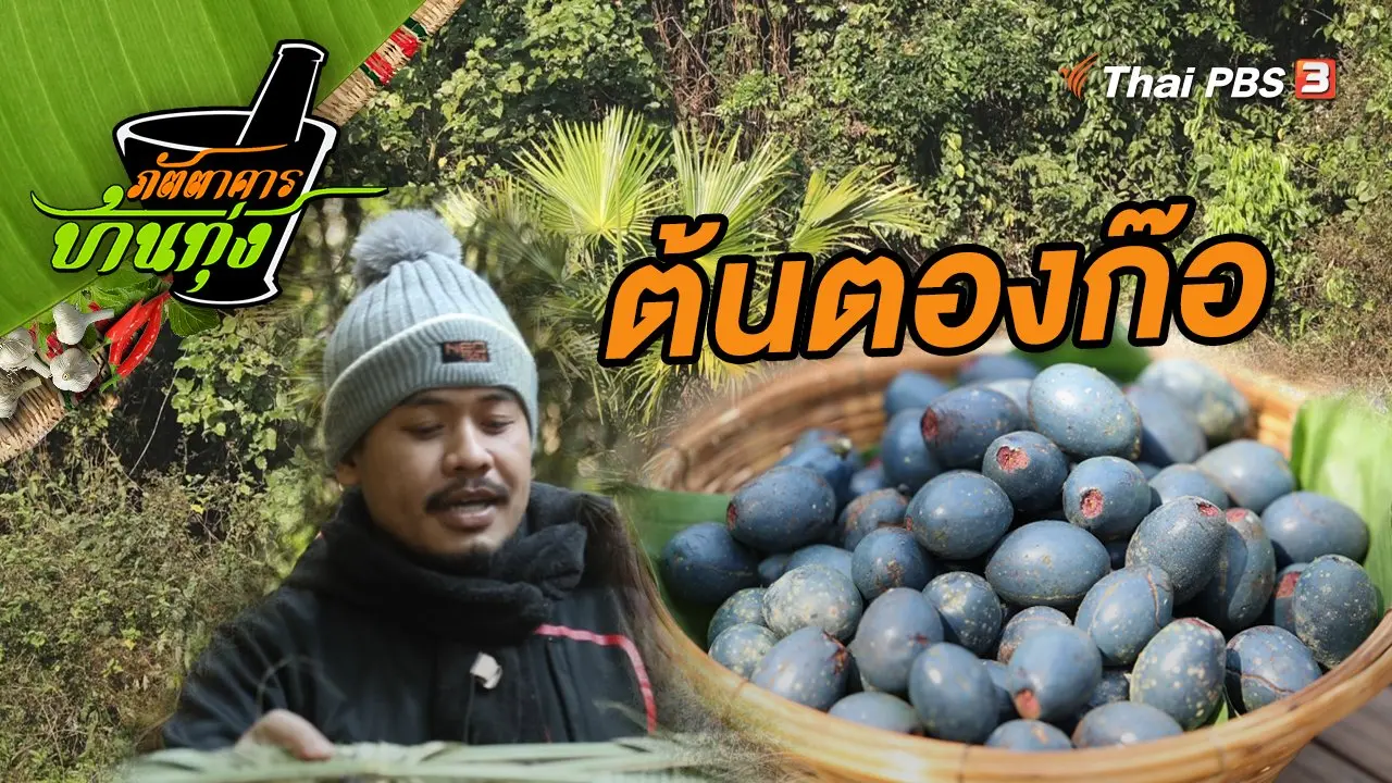 ต้นตองก๊อ
