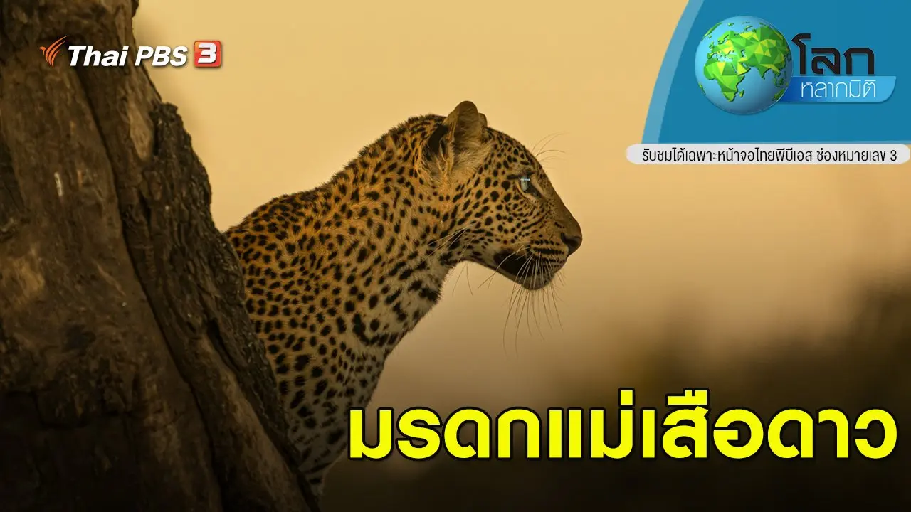 มรดกแม่เสือดาว