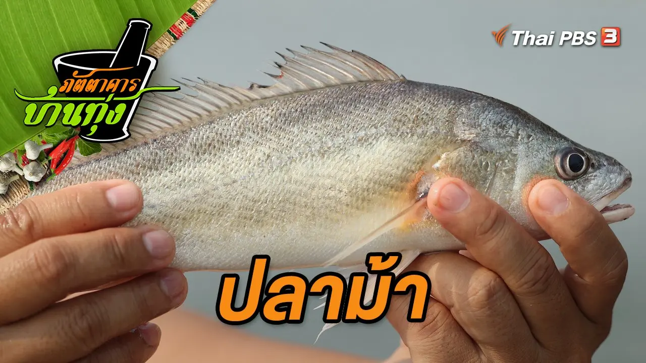 ปลาม้า