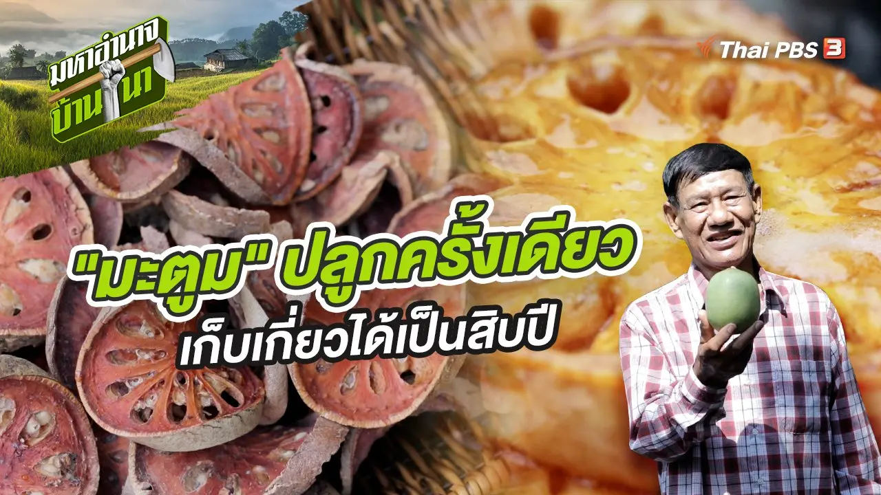 "มะตูม" ปลูกครั้งเดียว เก็บเกี่ยวได้เป็นสิบปี