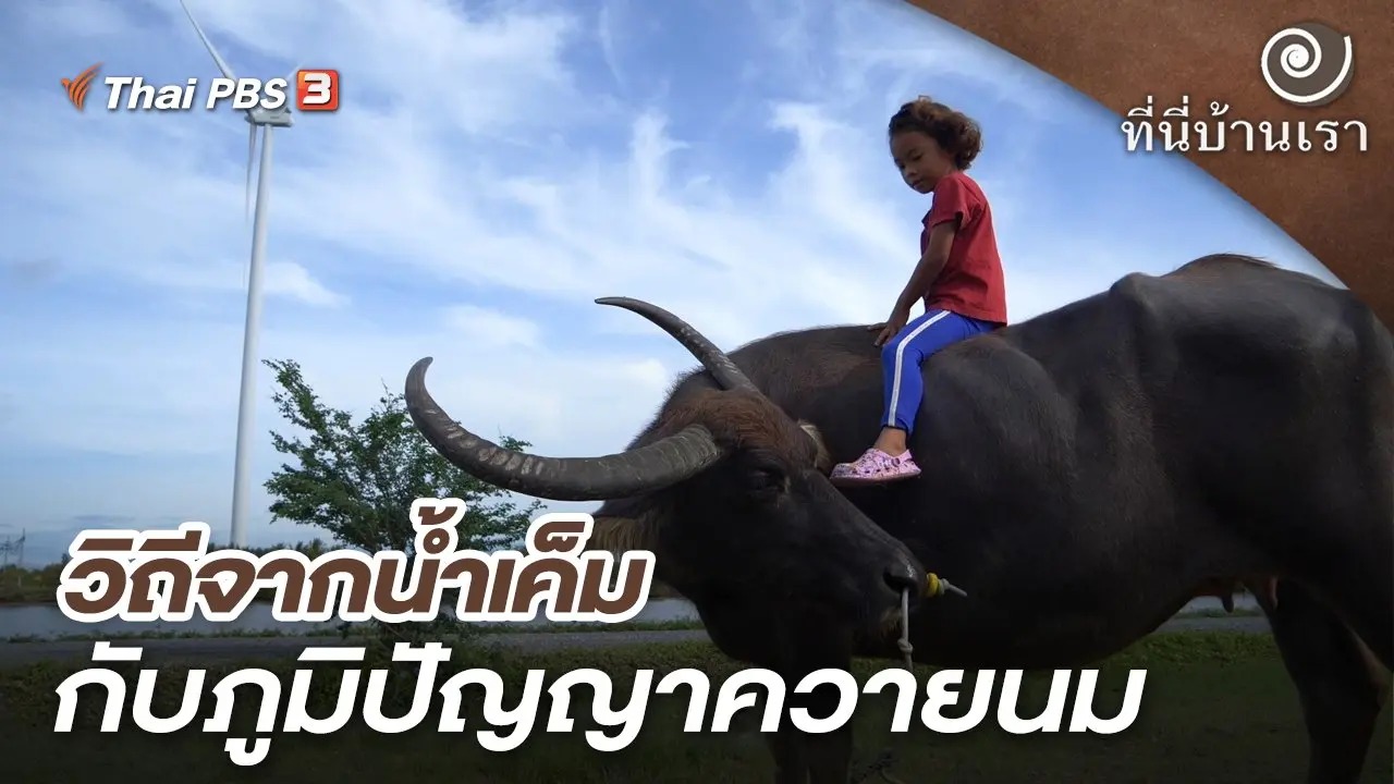 วิถีจากน้ำเค็มกับภูมิปัญญาควายนม