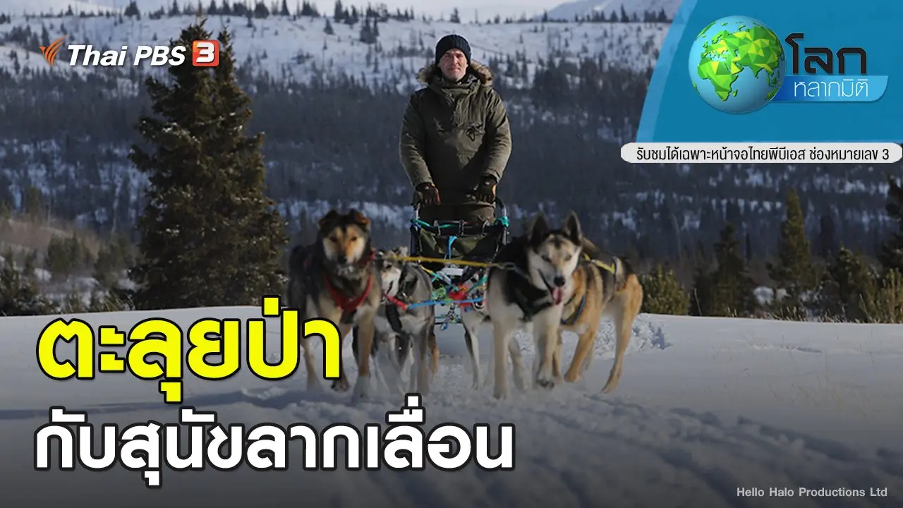 ตะลุยป่ากับสุนัขลากเลื่อน