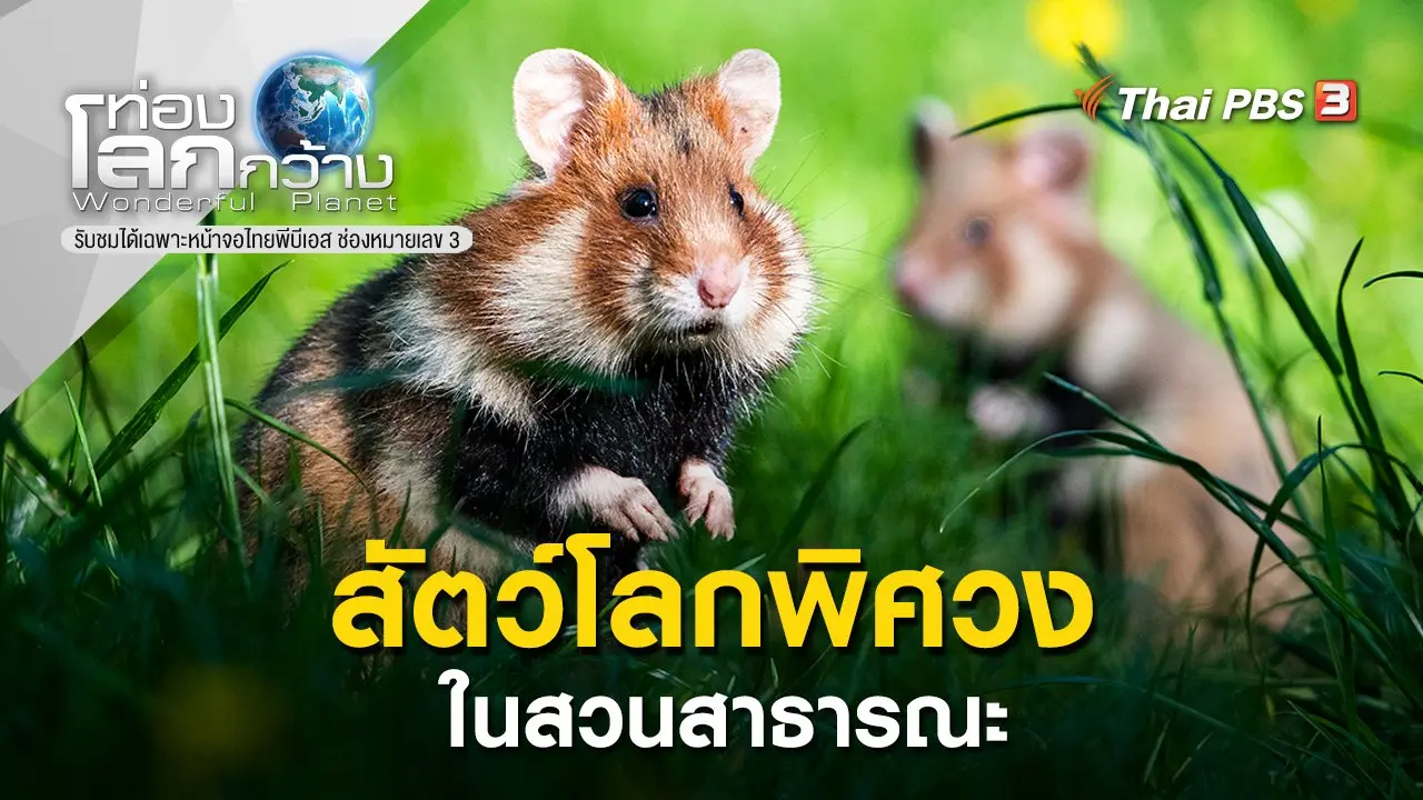 สัตว์โลกพิศวงในสวนสาธารณะ