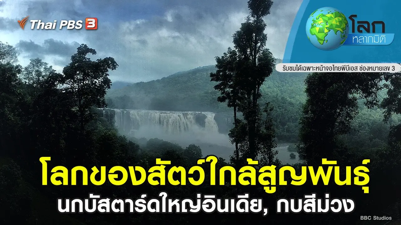 โลกของสัตว์ใกล้สูญพันธุ์ ตอน นกบัสตาร์ดใหญ่อินเดีย, กบสีม่วง