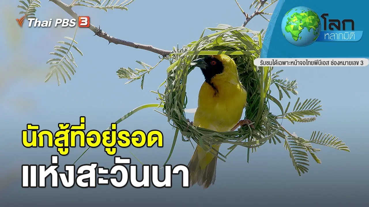 นักสู้ที่อยู่รอดแห่งสะวันนา