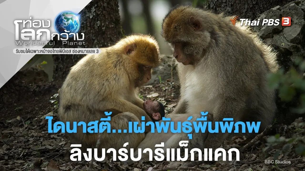 ไดนาสตี้...เผ่าพันธุ์พื้นพิภพ ภาค 2 ตอน ลิงบาร์บารีแม็กแคก
