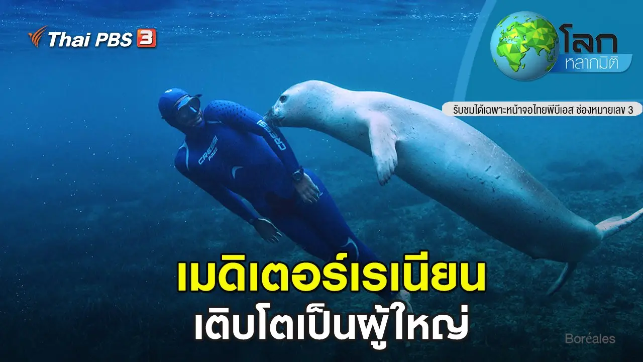 เมดิเตอร์เรเนียน ตอน เติบโตเป็นผู้ใหญ่