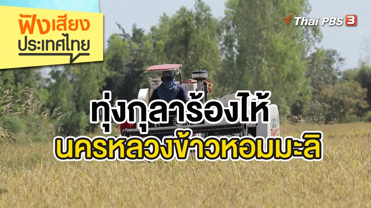 ทุ่งกุลาร้องไห้ นครหลวงข้าวหอมมะลิ