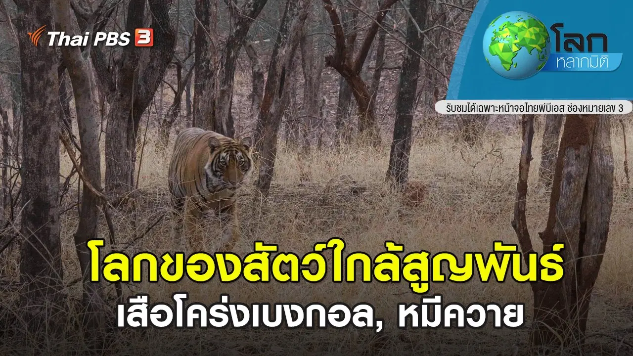 โลกของสัตว์ใกล้สูญพันธ์ ตอน เสือโคร่งเบงกอล, หมีควาย