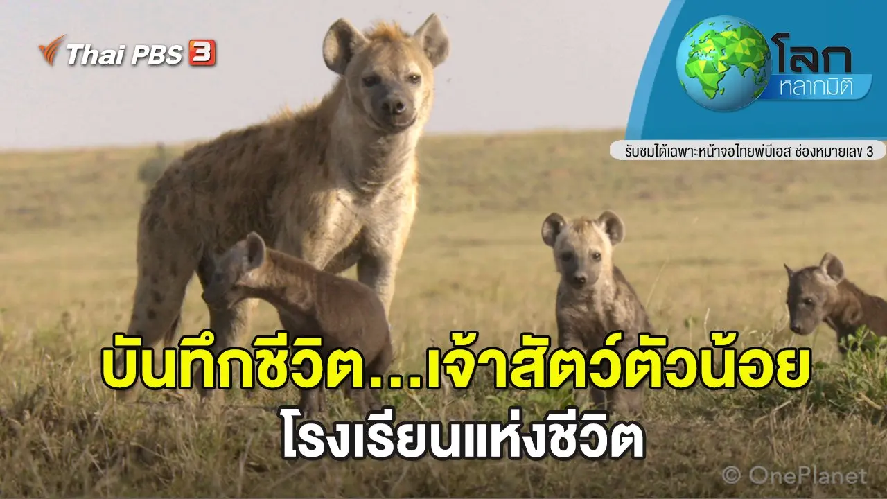 บันทึกชีวิต...เจ้าสัตว์ตัวน้อย ตอน โรงเรียนแห่งชีวิต