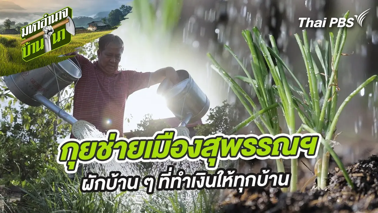 กุยช่ายเมืองสุพรรณฯ ผักบ้าน ๆ ที่ทำเงินให้ทุกบ้าน
