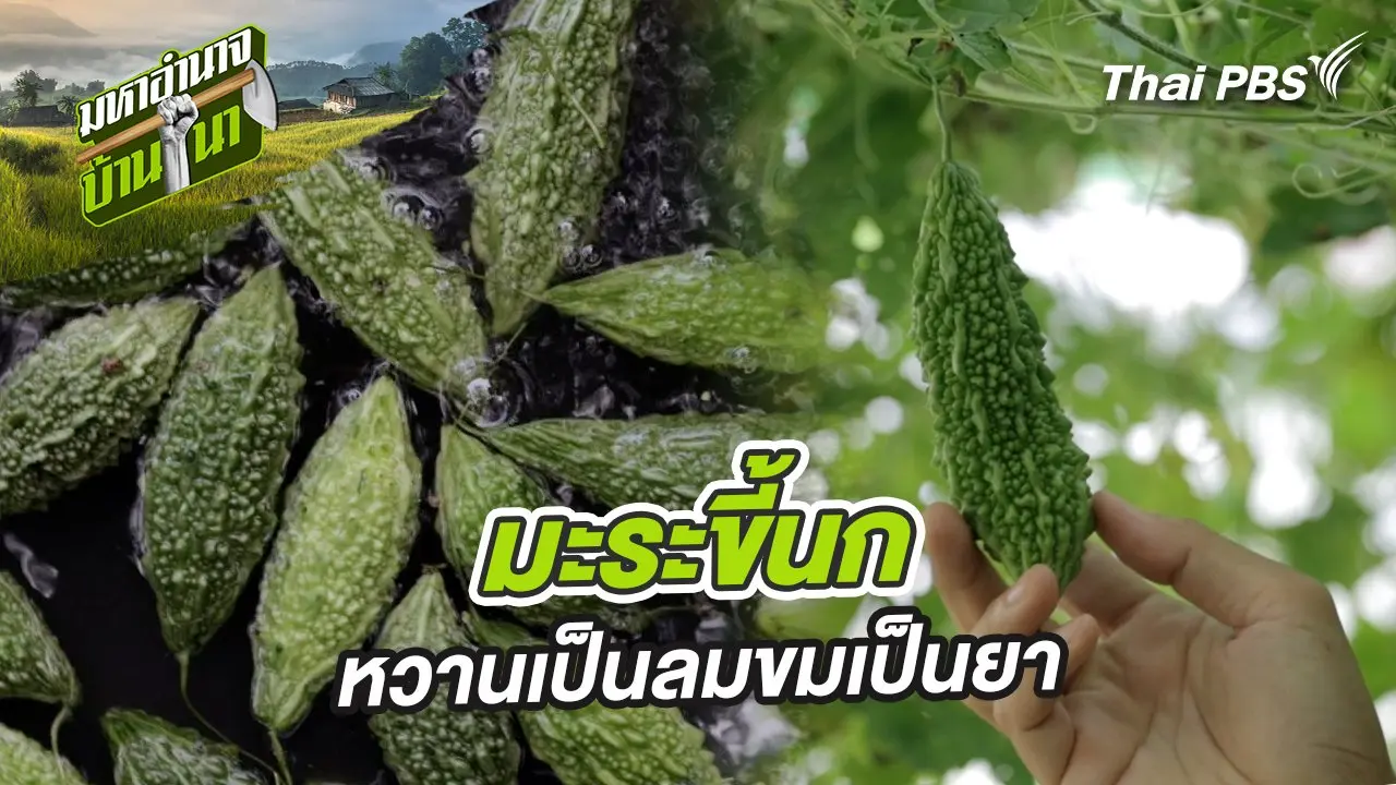 มะระขี้นก หวานเป็นลมขมเป็นยา