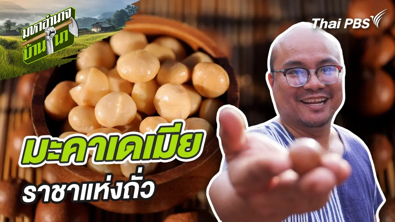มะคาเดเมีย ราชาแห่งถั่ว