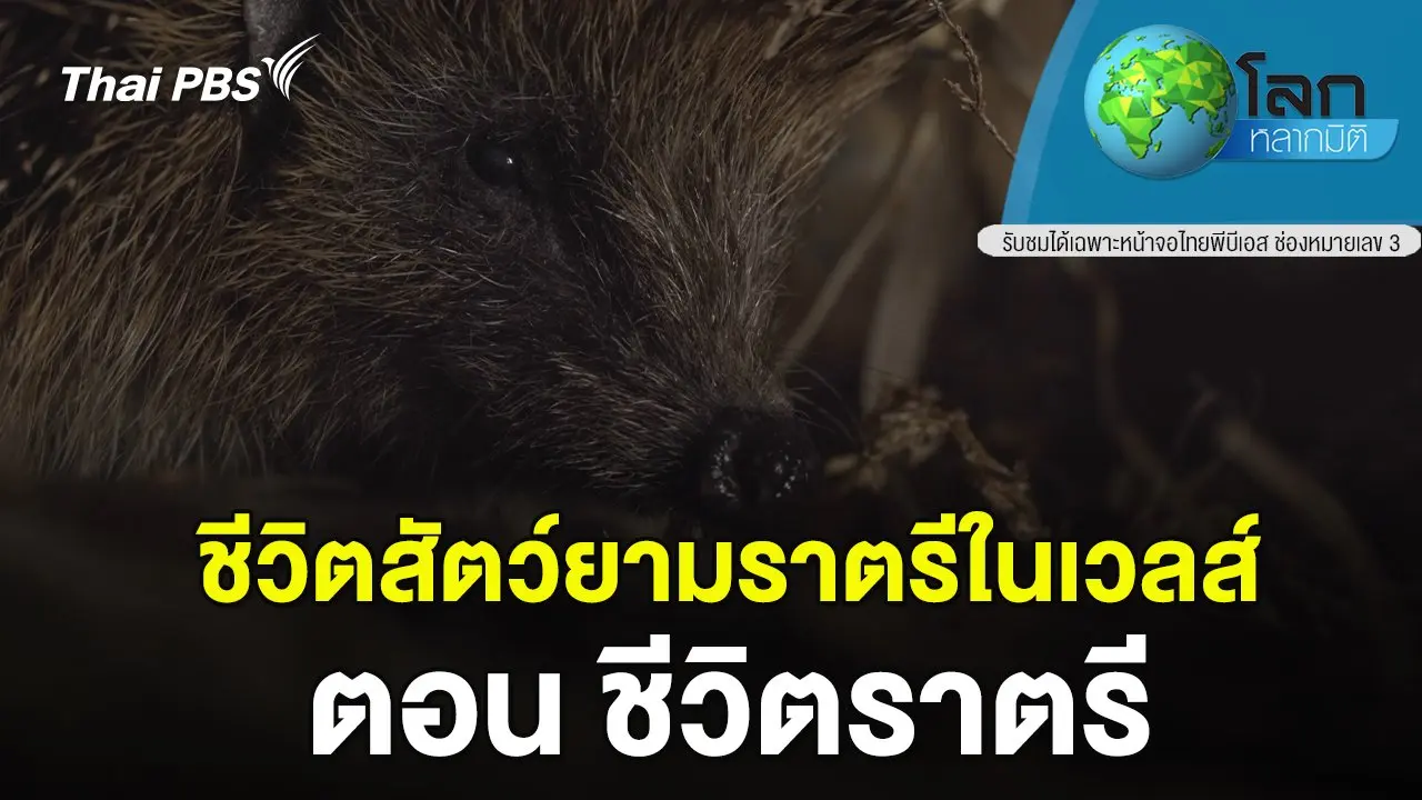 ชีวิตสัตว์ยามราตรีในเวลส์ ตอน ชีวิตราตรี