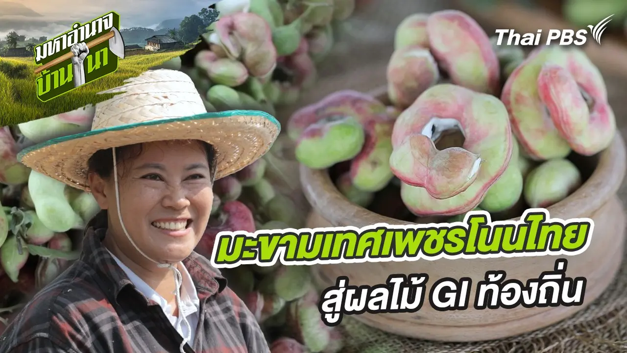 มะขามเทศเพชรโนนไทย สู่ผลไม้ GI ท้องถิ่น