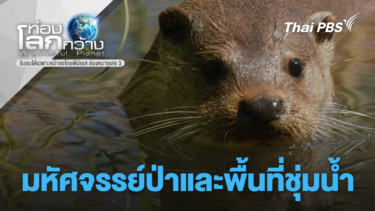 มหัศจรรย์ป่าและพื้นที่ชุ่มน้ำ