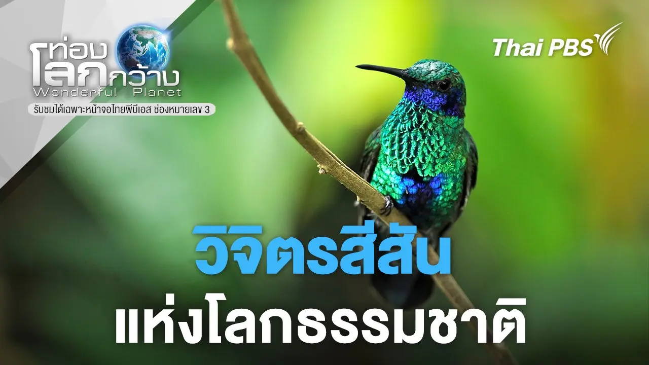 วิจิตรสีสันแห่งโลกธรรมชาติ  WHAT A COLOURFUL WORLD