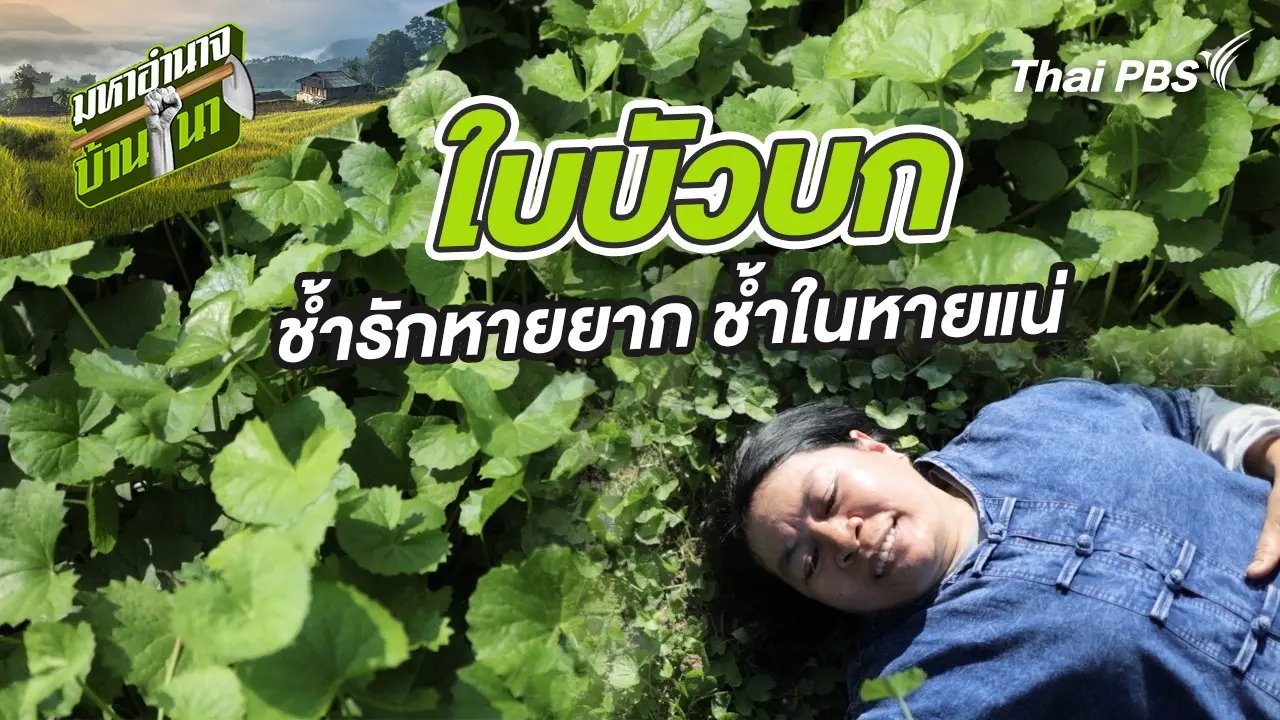 ใบบัวบก ช้ำรักหายยาก ช้ำในหายแน่